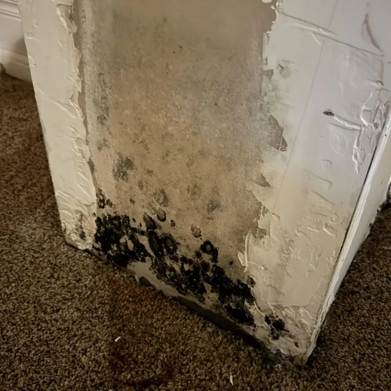 Professional Mold Removal in Ocala, FL